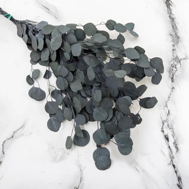 Eukaliptus Populus zielony 1.png