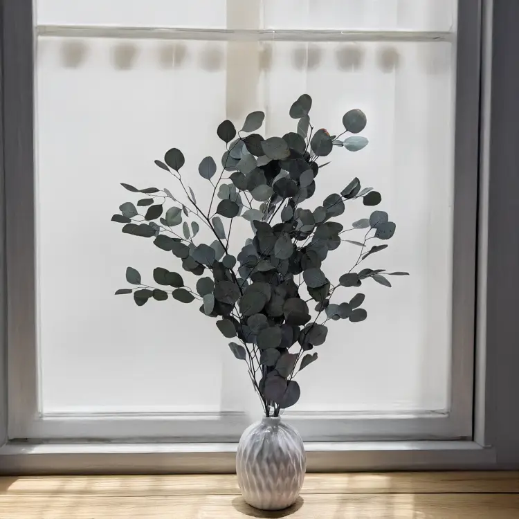 Eukaliptus Populus zielony 5.png