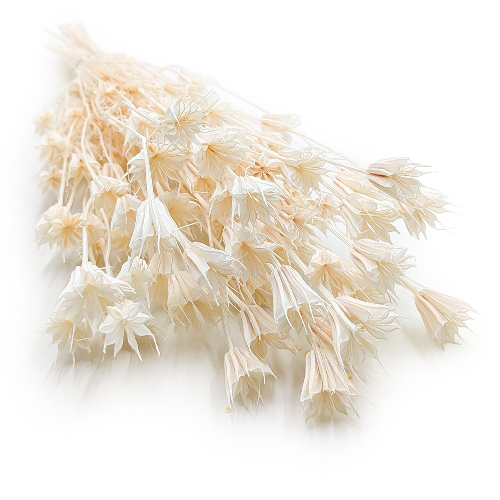 Czarnuszka Orientalna - (Nigella Orientalis) - Bielona