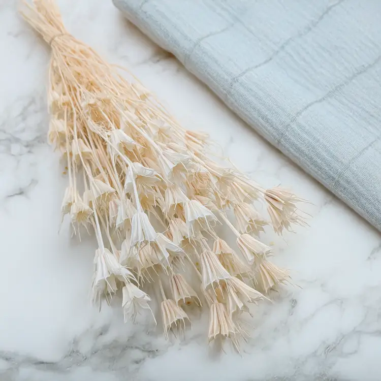 Nigella Biała 1.png