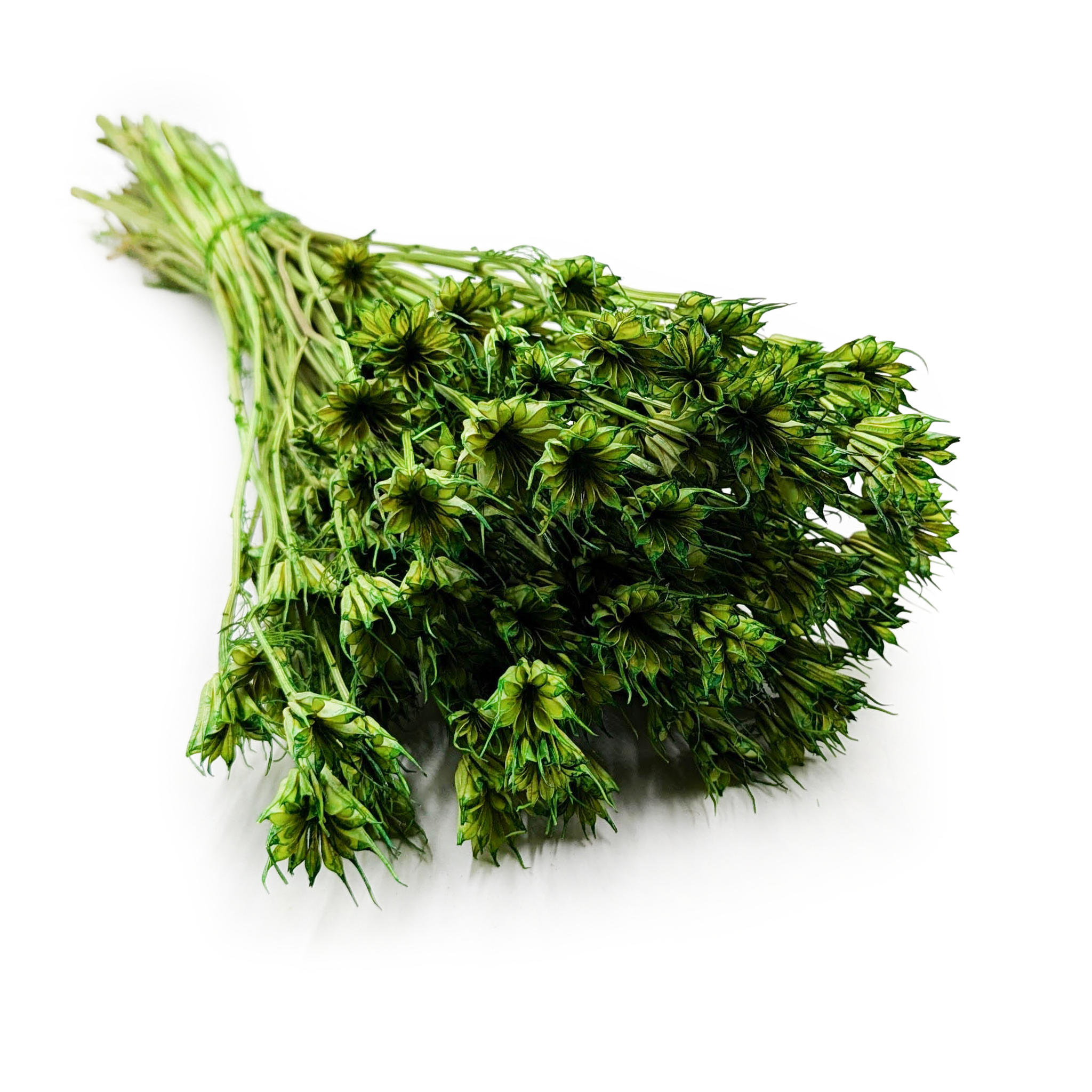 Czarnuszka Orientalna - (Nigella Orientalis) - Zielona