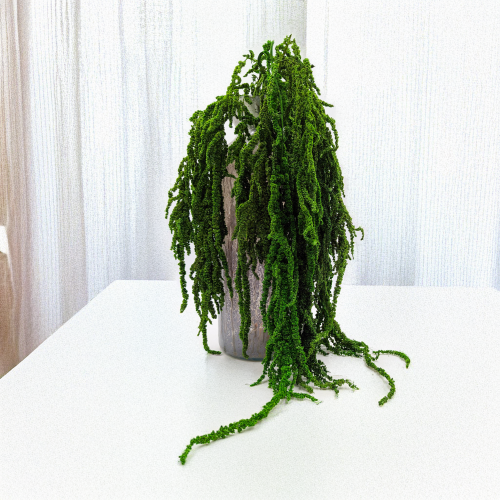 Szarłat zielony 4.png