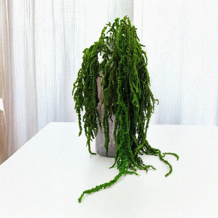 Szarłat zielony 4.png