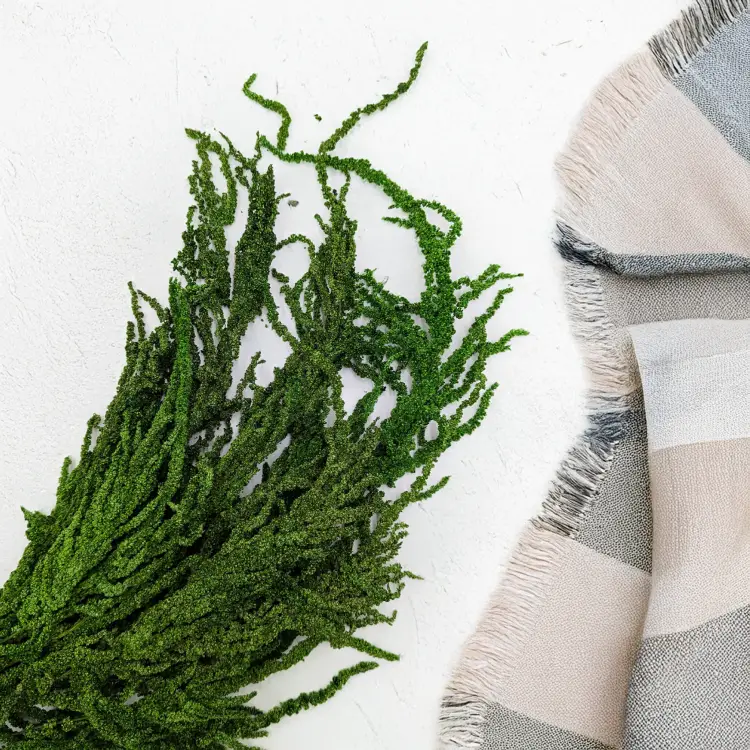 Szarłat zielony 2.png