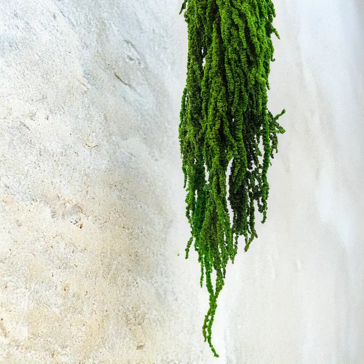 Szarłat zielony 3.png