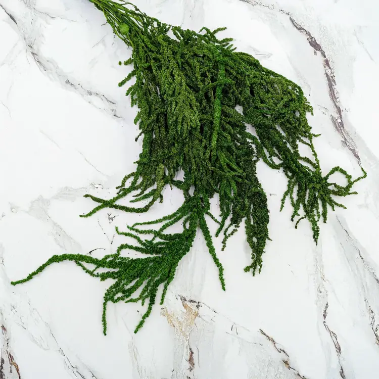 Szarłat zielony 1.png