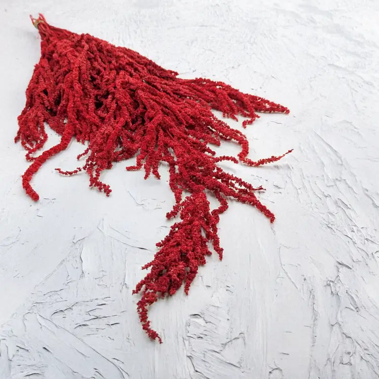 Szarłat czerwony.png