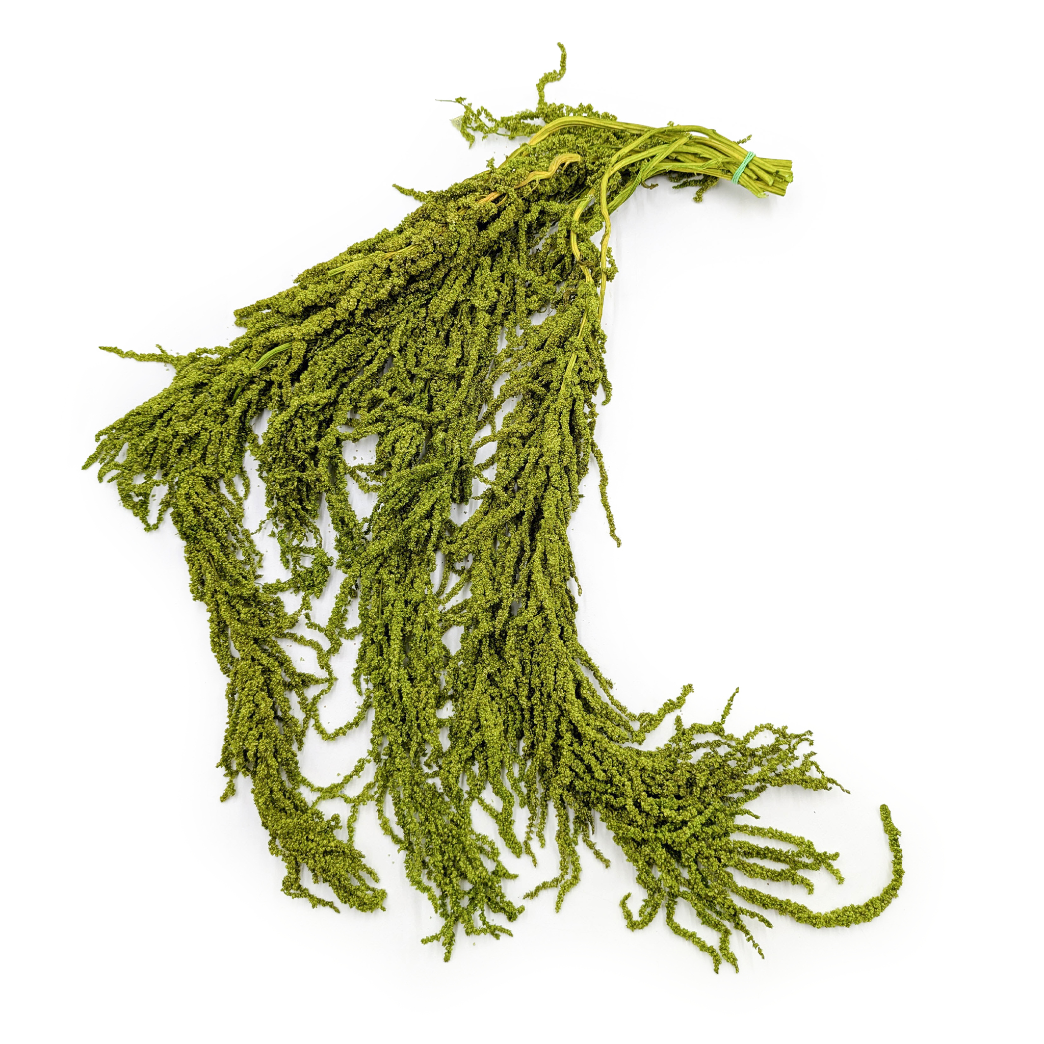 Amarantus Stabilizowany - Szarłat - Jasnozielony