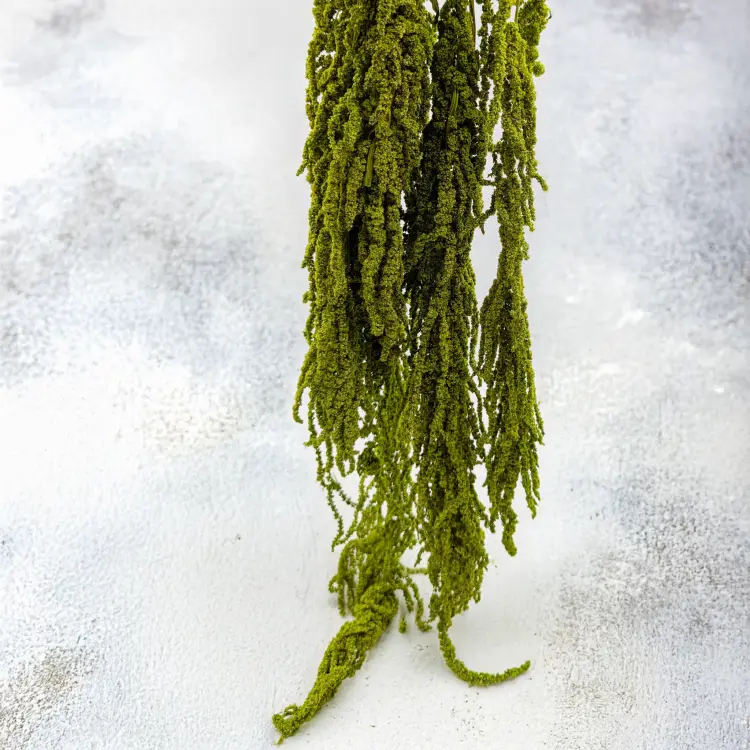 Szarłat Jasna zieleń 3.png