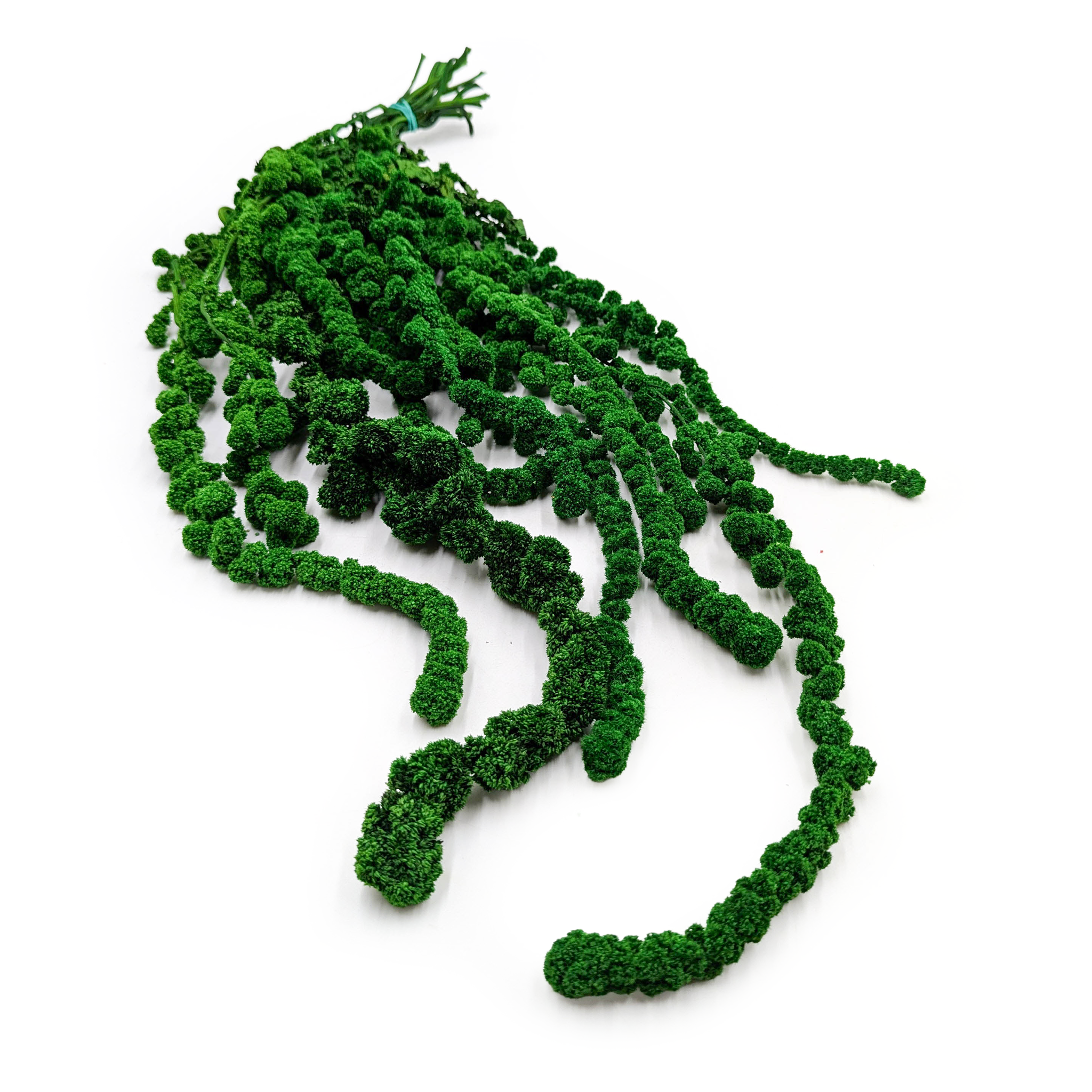 Amarantus Stabilizowany Kulisty - Szarłat - Zielony