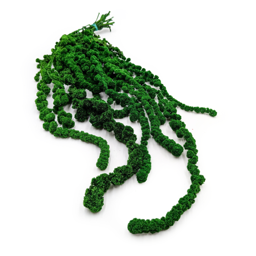 Amarantus Szarłat zielony BALL.png