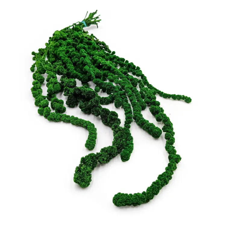 Amarantus Szarłat zielony BALL.png