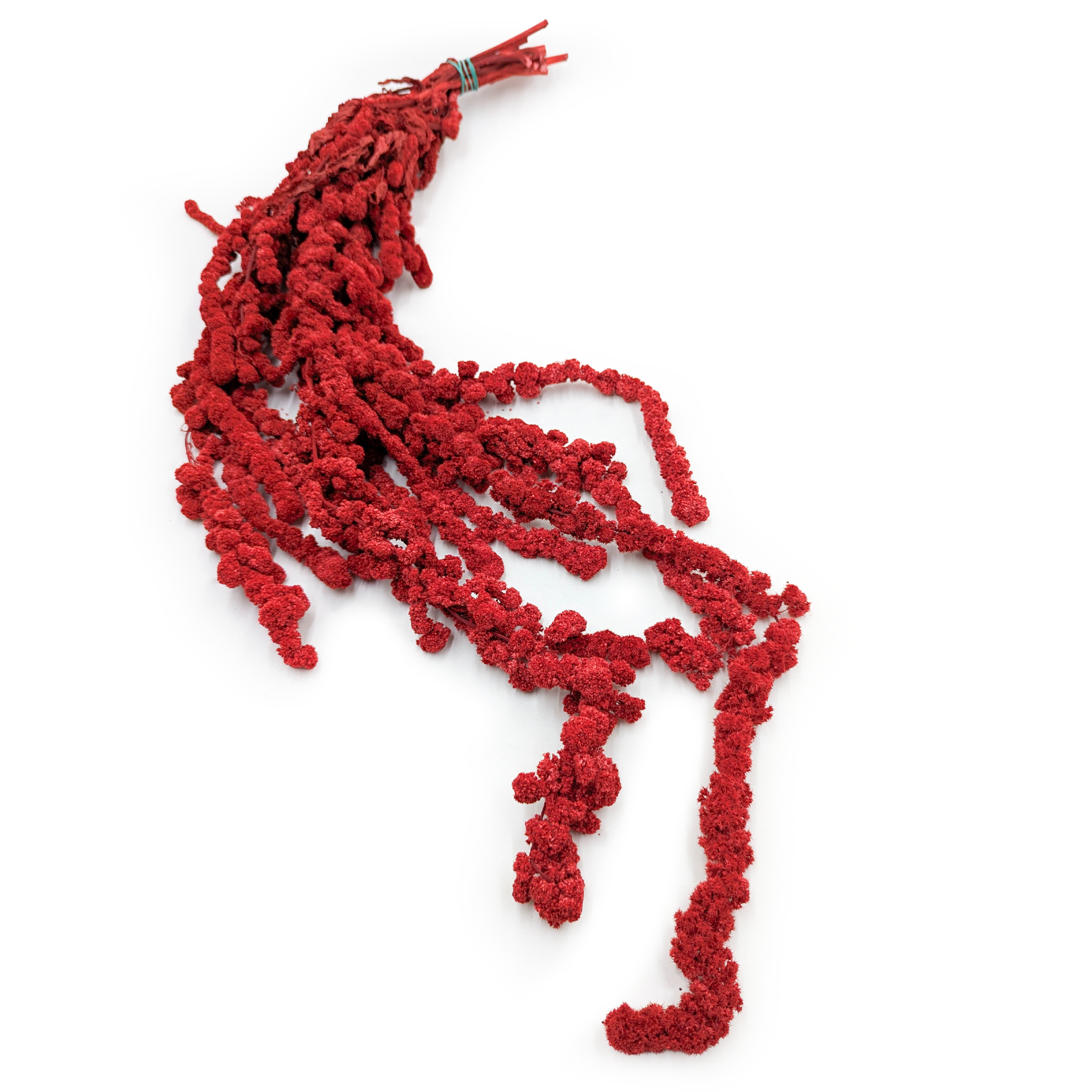 Amarantus Stabilizowany Kulisty - Szarłat - Czerwony