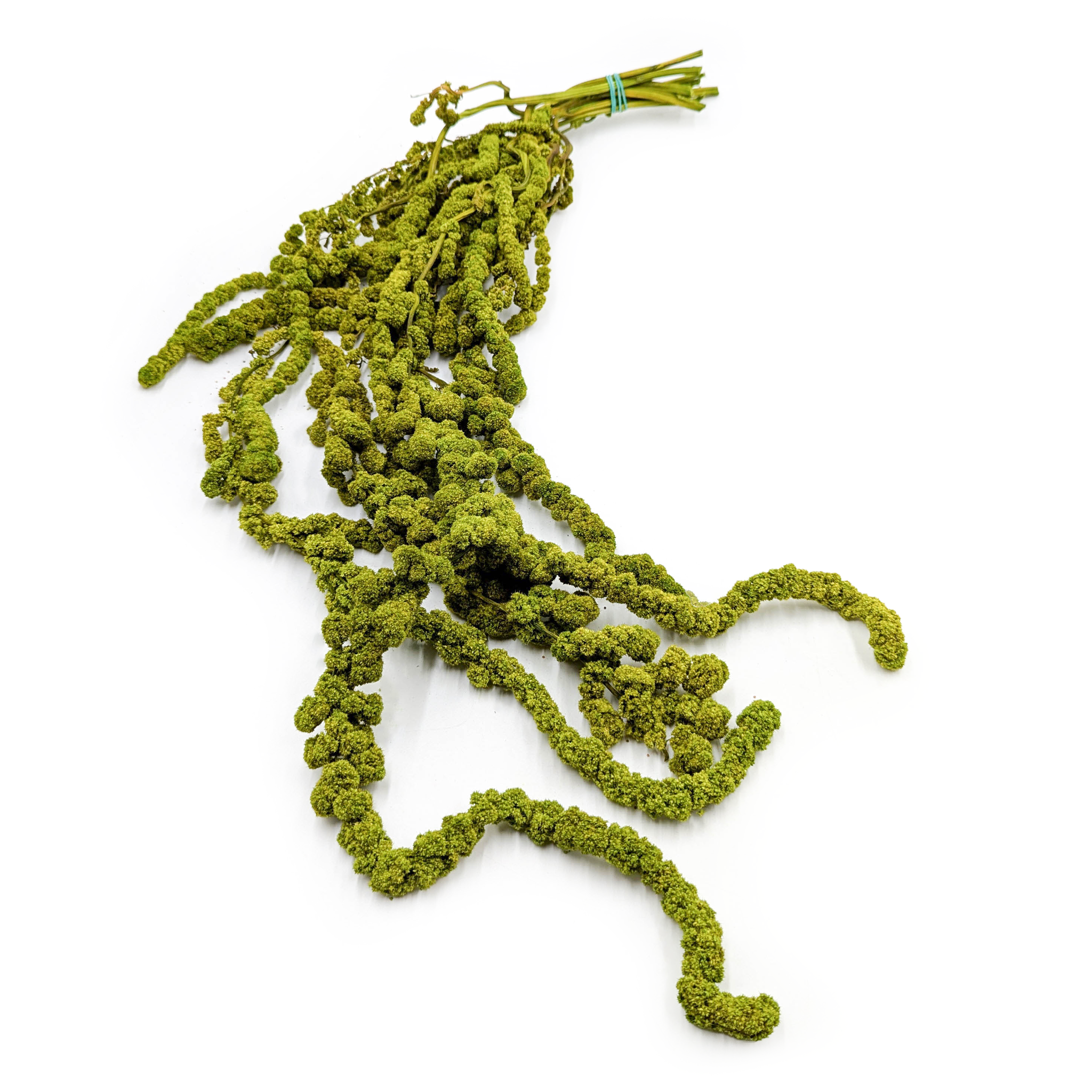 Amarantus Stabilizowany Kulisty - Szarłat - Jasnozielony