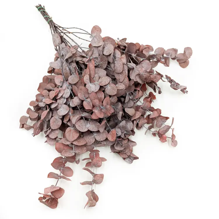 Eukaliptus Stabilizowany Cinerea Czerwony.png