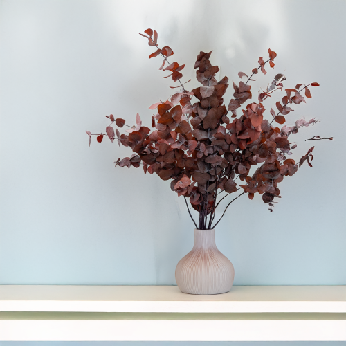 Eukaliptus Cinerea Czerwony 4.png