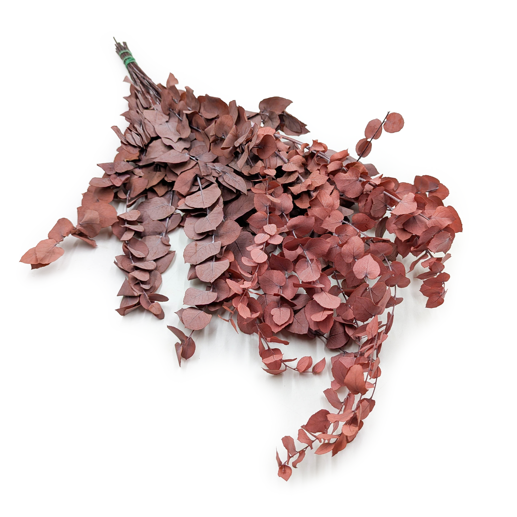 Eukaliptus Stabilizowany - Stuartiana - Czerwony