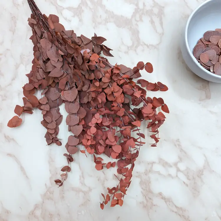 Eukaliptus Stuartiana czerwony 1.png