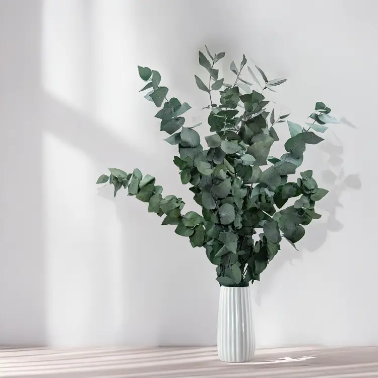 Eukaliptus Stuartiana zielony 3.png