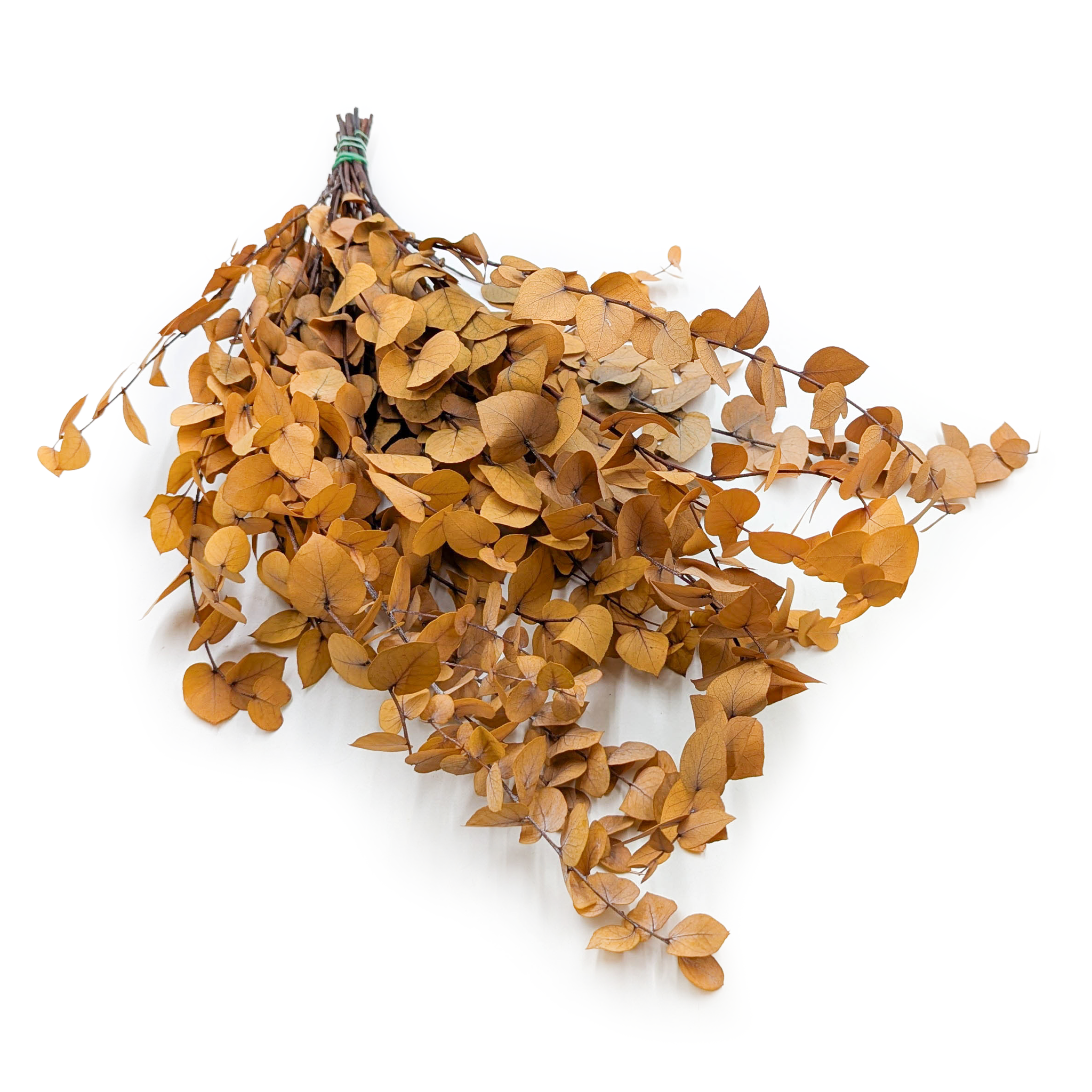 Eukaliptus Stabilizowany - Stuartiana - Jesienny Żółty