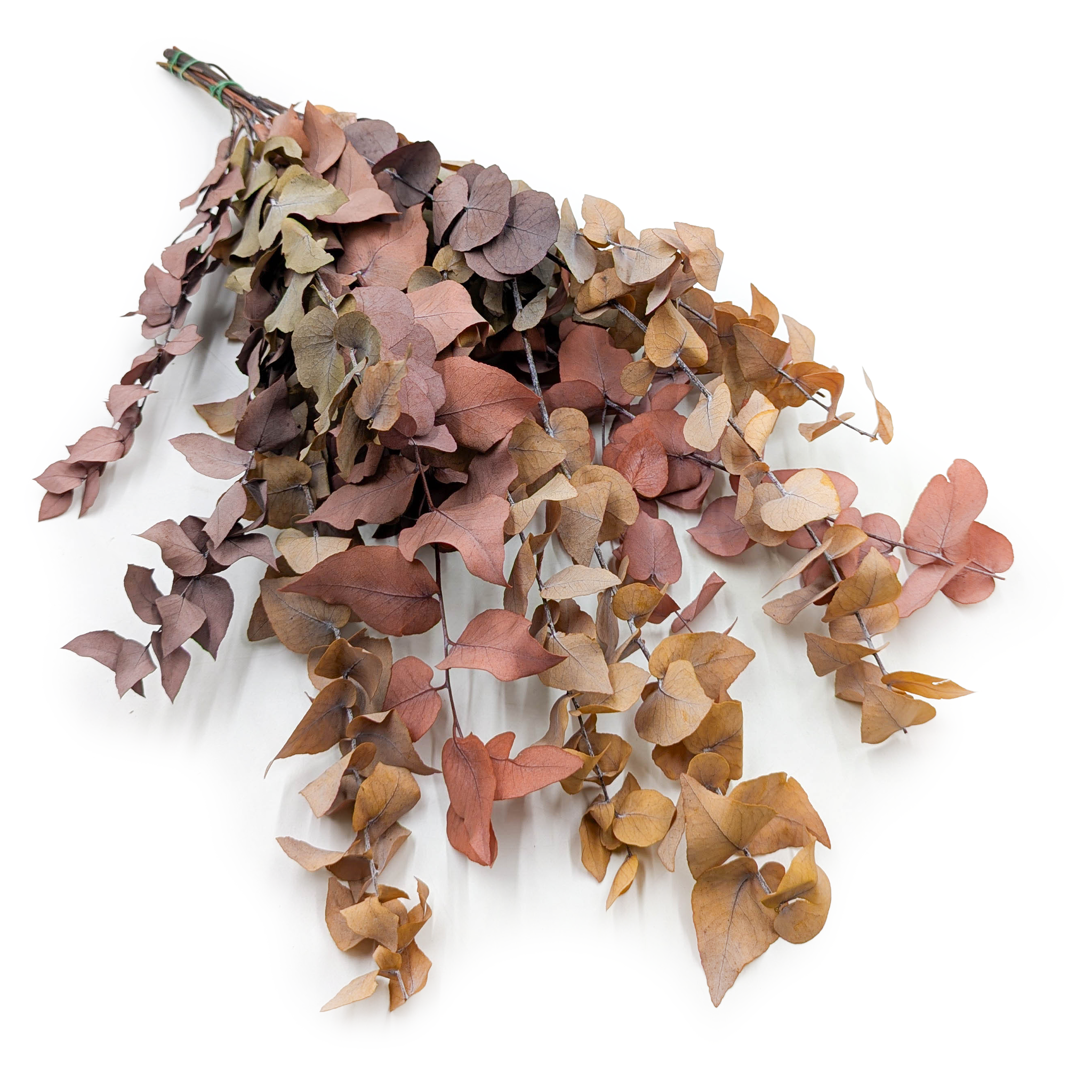 Eukaliptus Stabilizowany - Stuartiana - Jesienny MIX