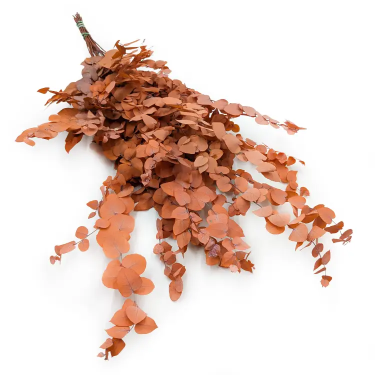 Eukaliptus Stuartiana Jesienny pomaranczowy.png