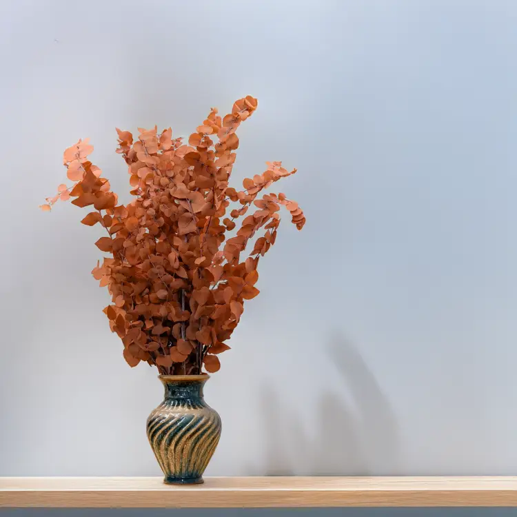 Eukaliptus Stuartiana pomarańczowy 5.png