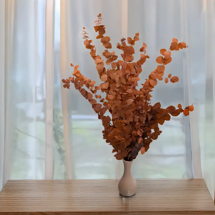 Eukaliptus Stuartiana pomarańczowy 3.png