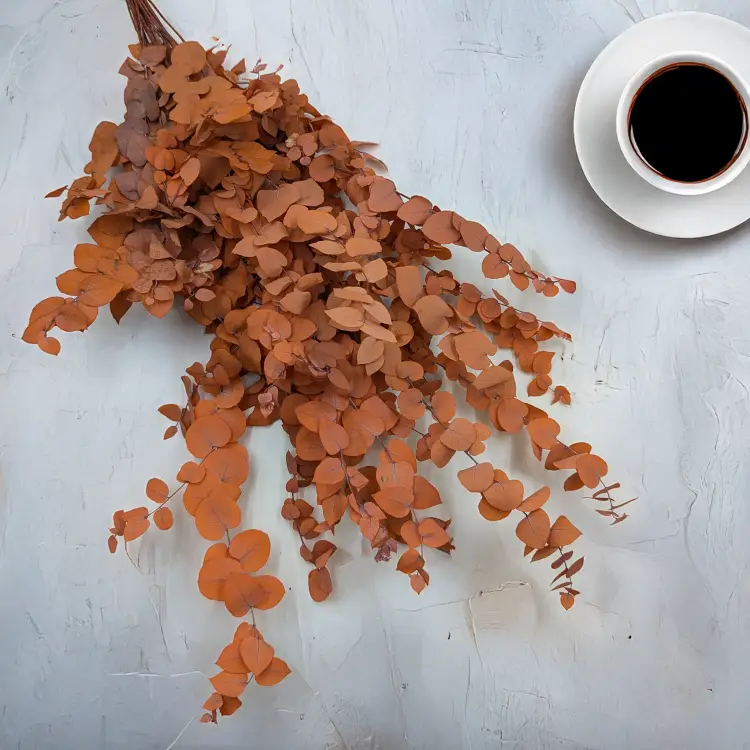 Eukaliptus Stuartiana pomarańczowy 1.png