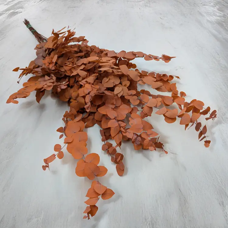 Eukaliptus Stuartiana pomarańczowy.png