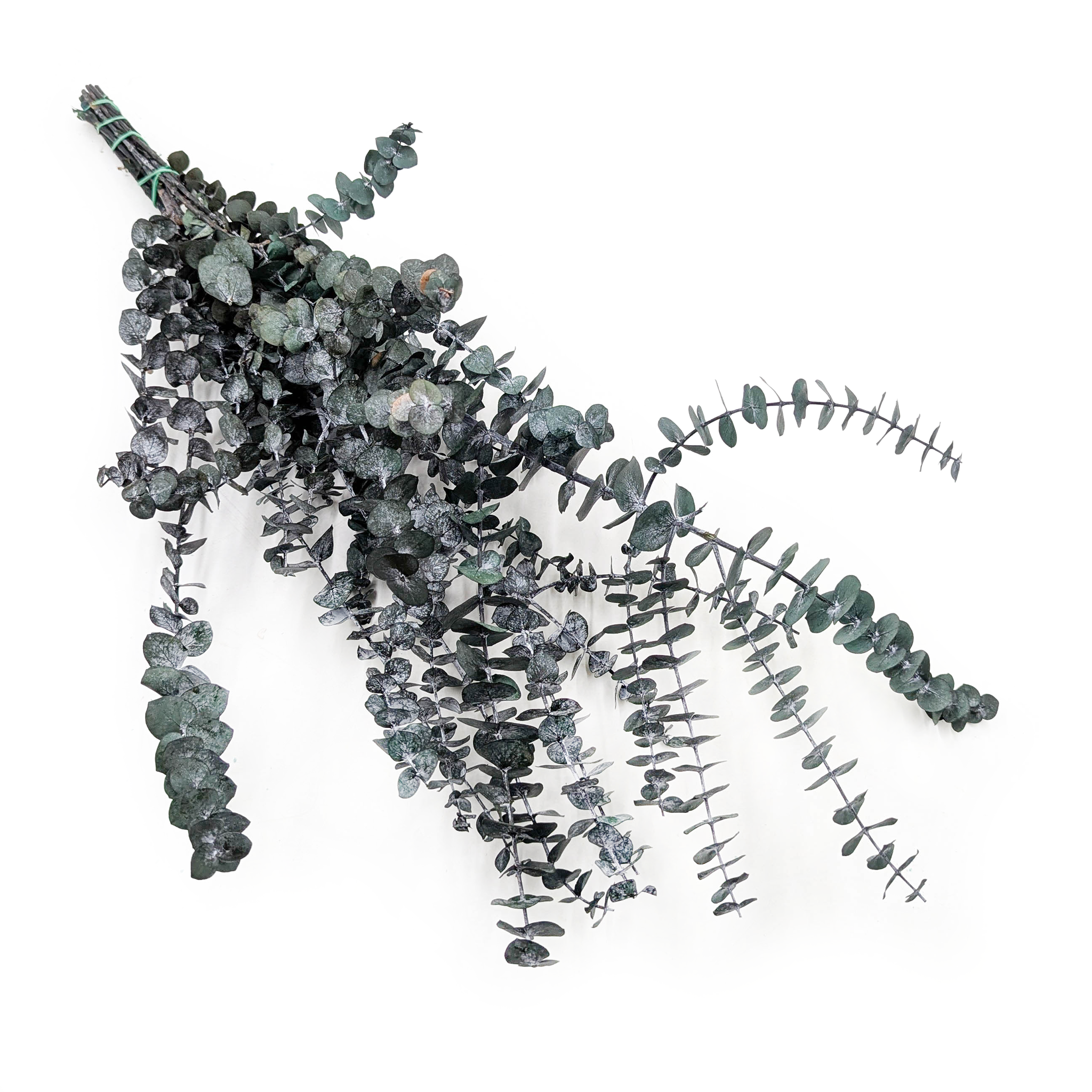 Eukaliptus Stabilizowany - Baby BLUE - Zielony