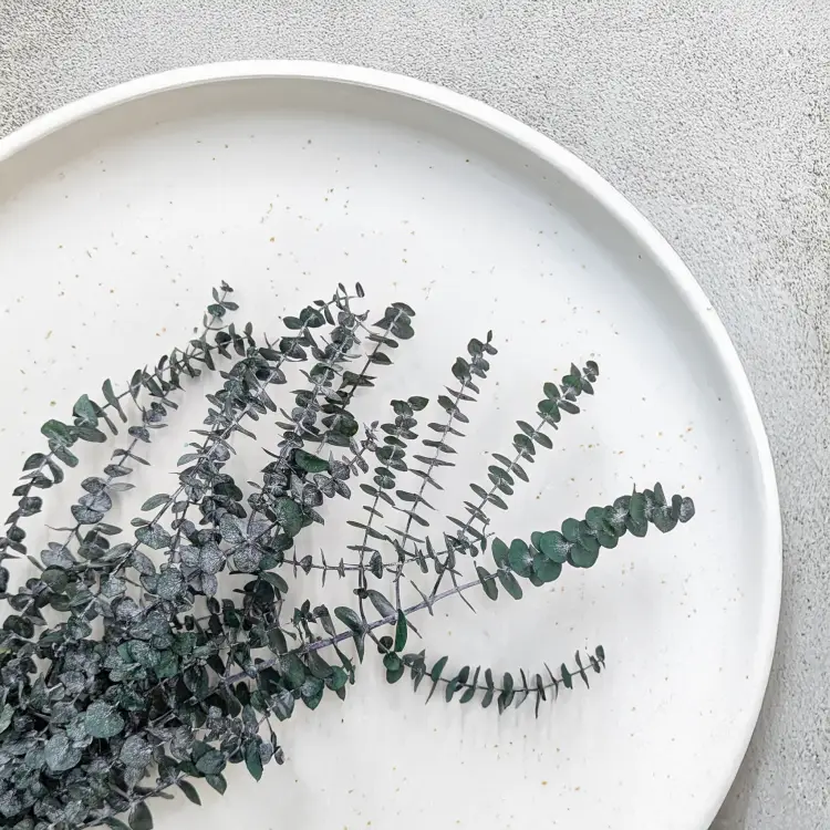 Eukaliptus Baby IT 2.png