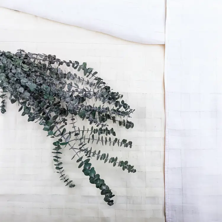 Eukaliptus Baby IT 1.png