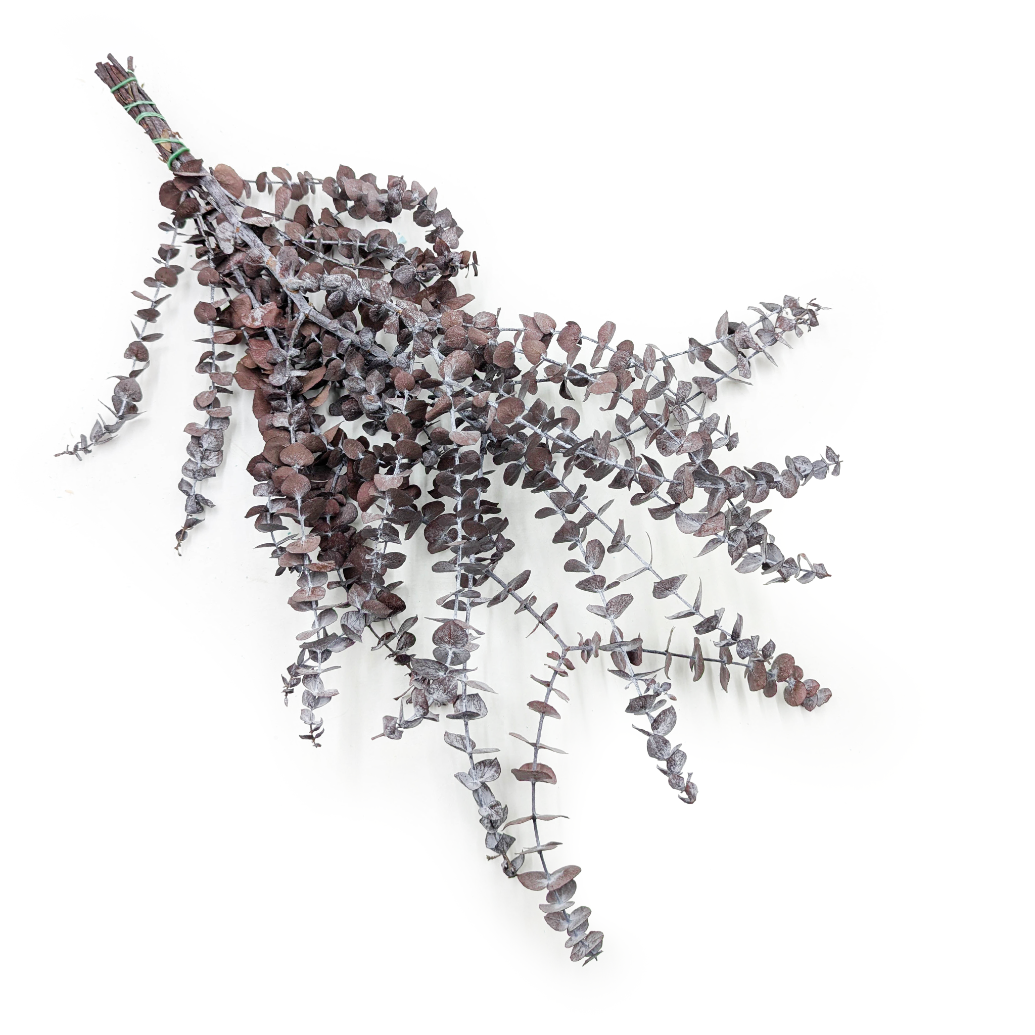 Eukaliptus Stabilizowany - Baby BLUE - Czerwony