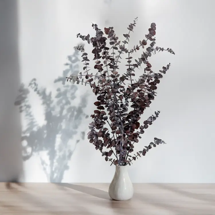 Eukaliptus Baby IT czerwony 3.png