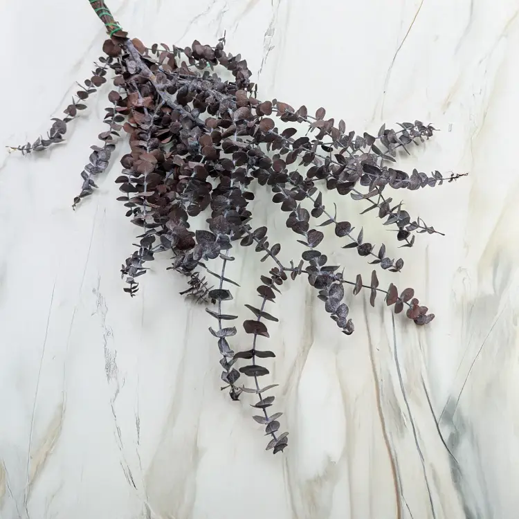 Eukaliptus Baby IT czerwony.png