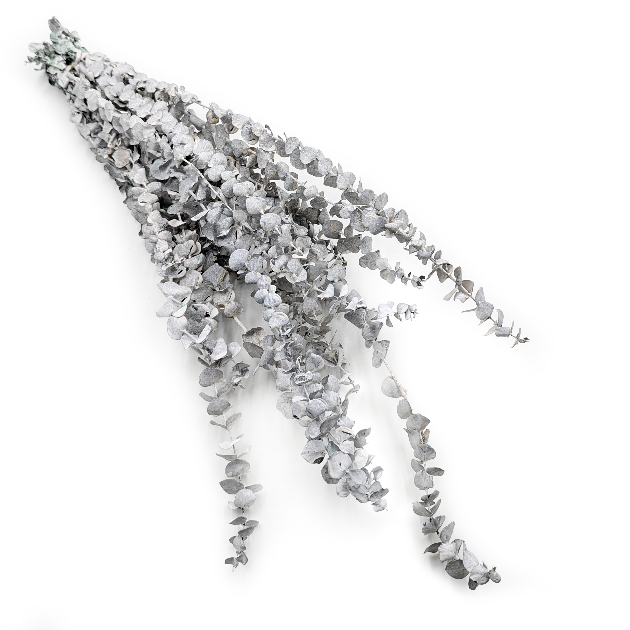 Eukaliptus Stabilizowany - Baby - Bielony zielony