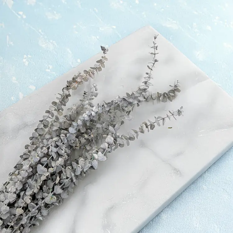 Eukaliptus Baby bielony 2.png