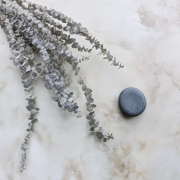 Eukaliptus Baby bielony.png