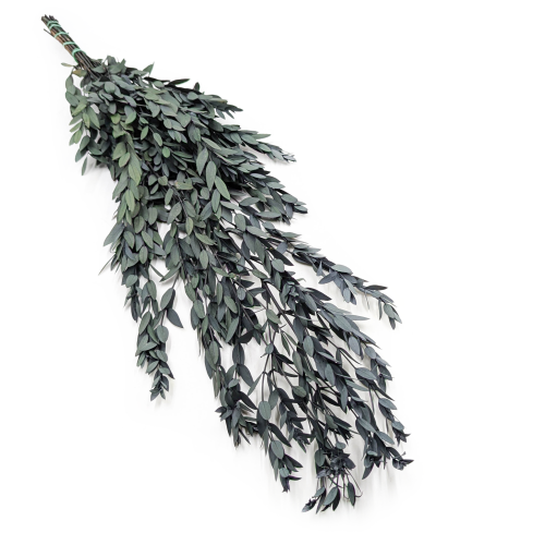 Eukaliptus Stabilizowany parvifolia Zielony.png