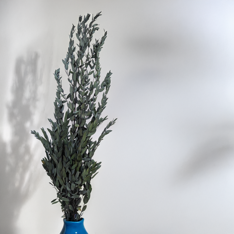 Eukaliptus Parvifolia Zielony 3.png