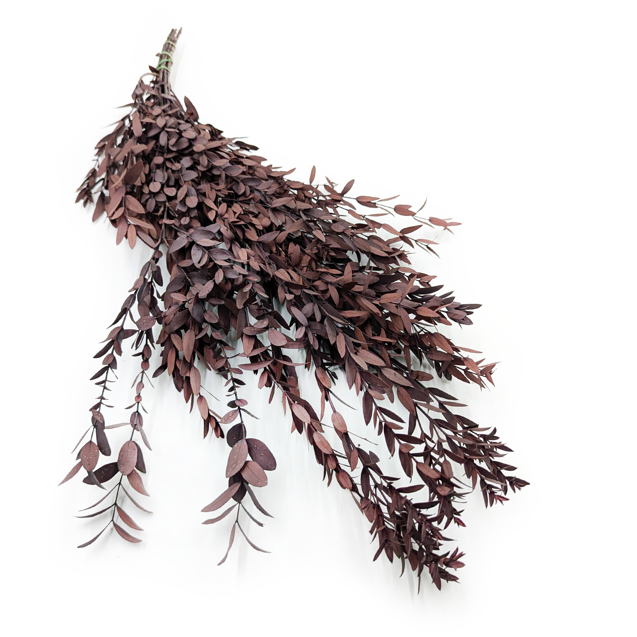 Eukaliptus Stabilizowany - Parvifolia - Czerwony