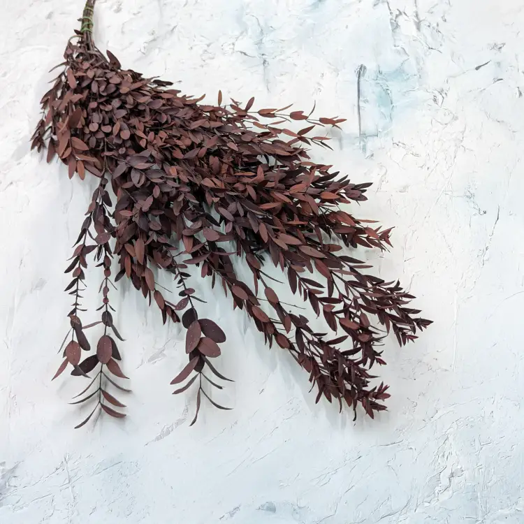 Eukaliptus Parvifolia Czerwony.png