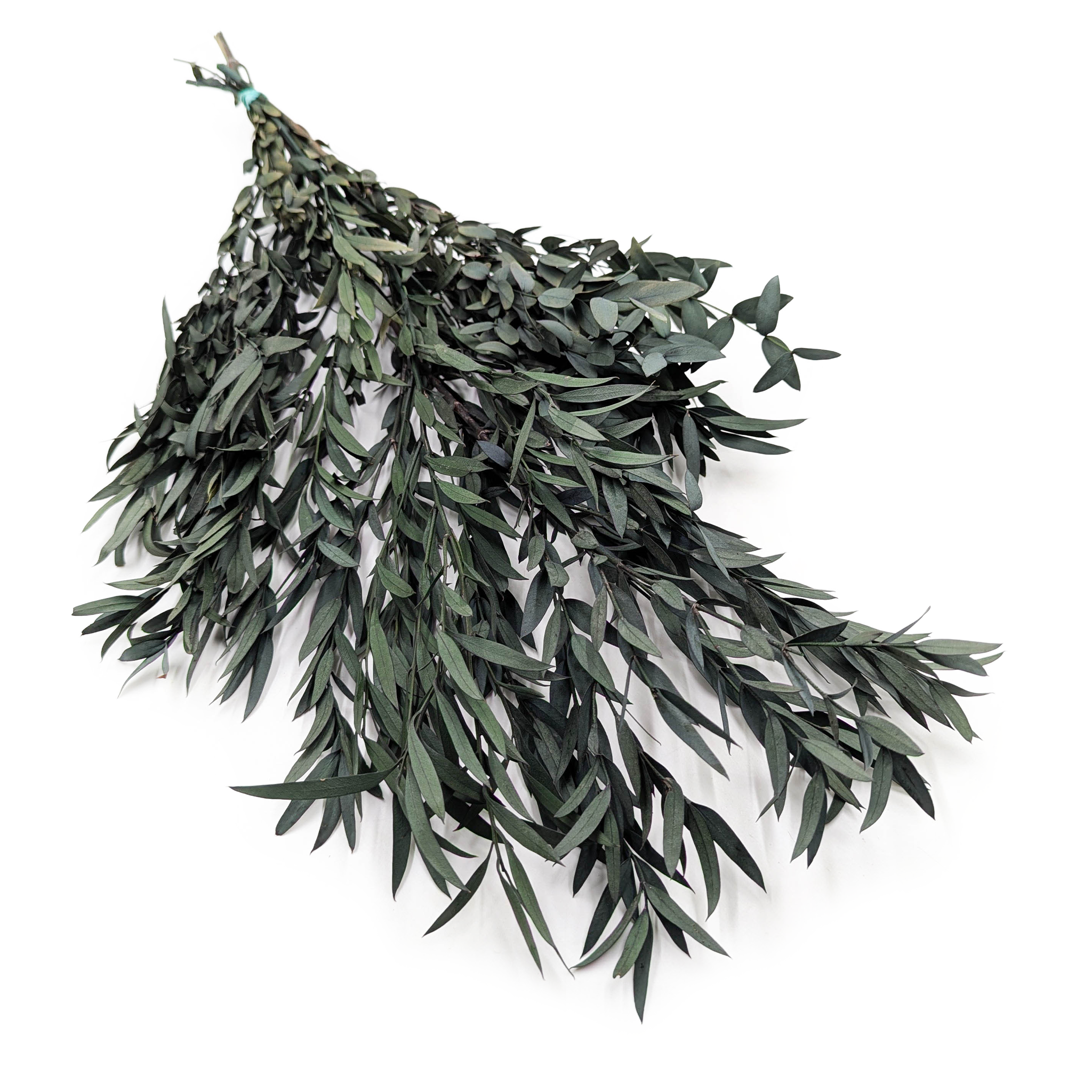 Eukaliptus Stabilizowany - Nicoly - Zielony