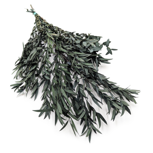 Eukaliptus Nicoly Zielony.png