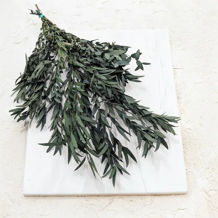 Eukaliptus Nicoly zielony (1).png