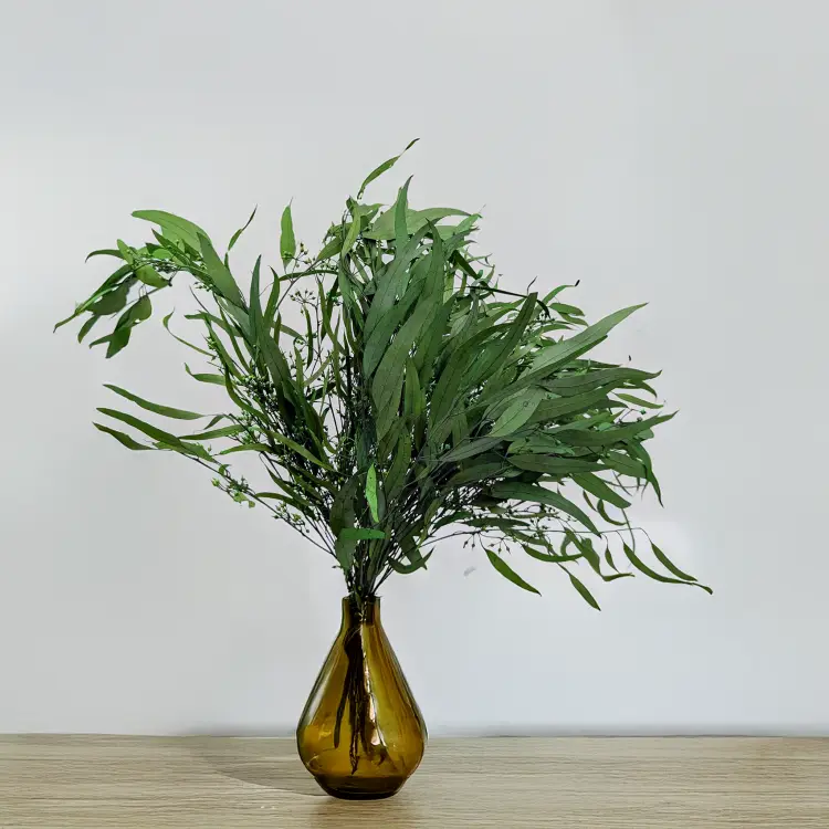 Eukaliptus Willow 3.png