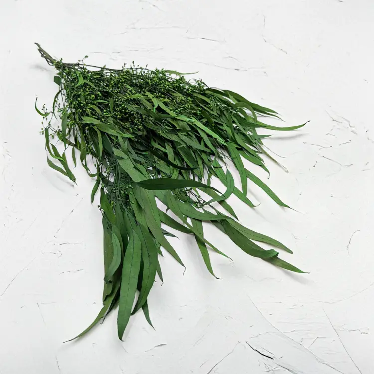 Eukaliptus Willow.png