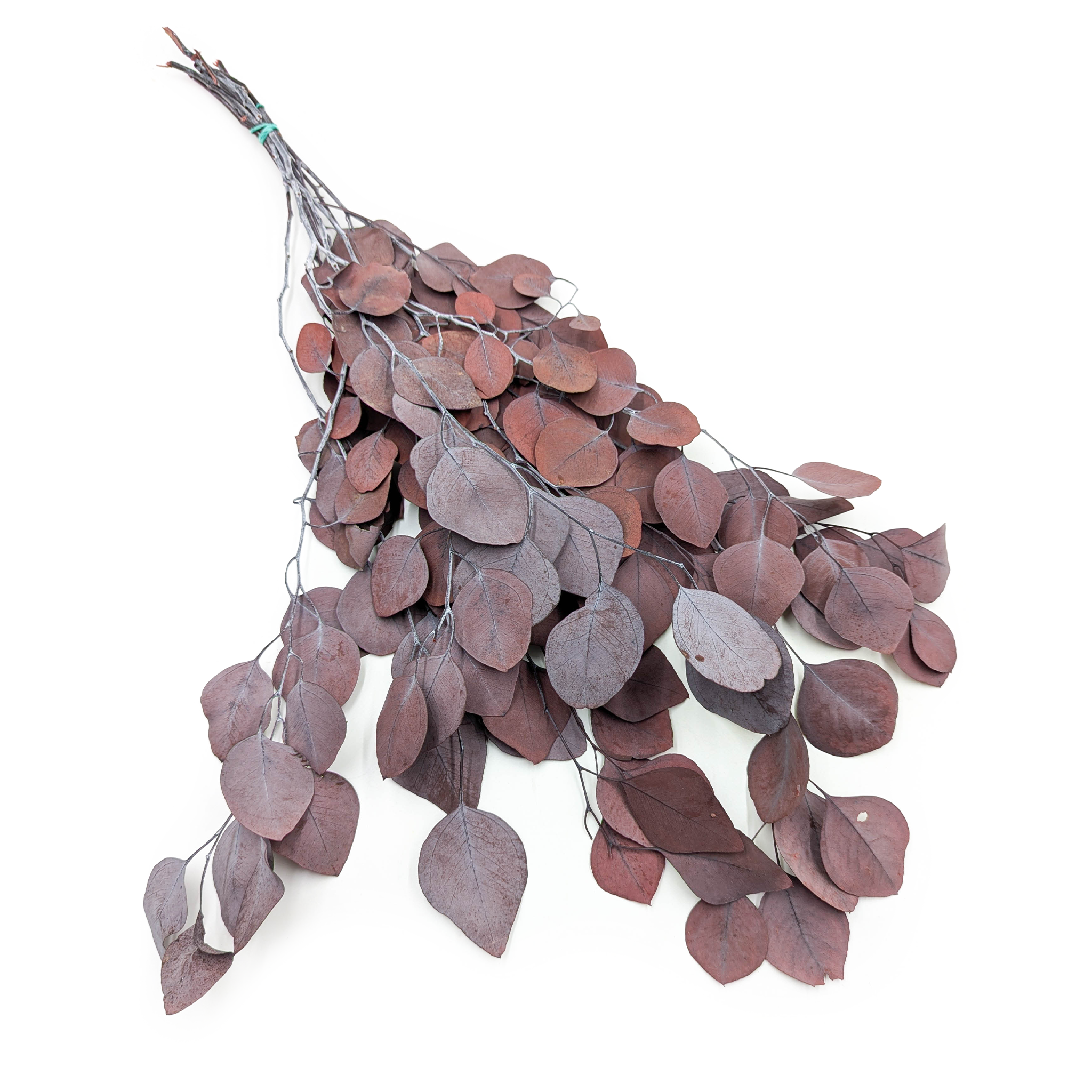 Eukaliptus Stabilizowany - Populus - Czerwony