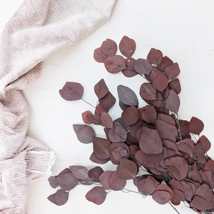 Eukaliptus Populus czerwony 2.png